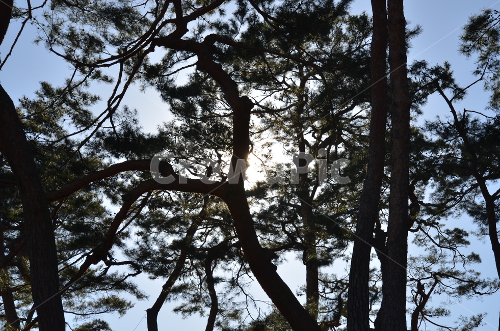 소나무,나무,솔방울,솔나무,가을,tree,노을,해,식물,자연,plants,nature,나무,trees,wood