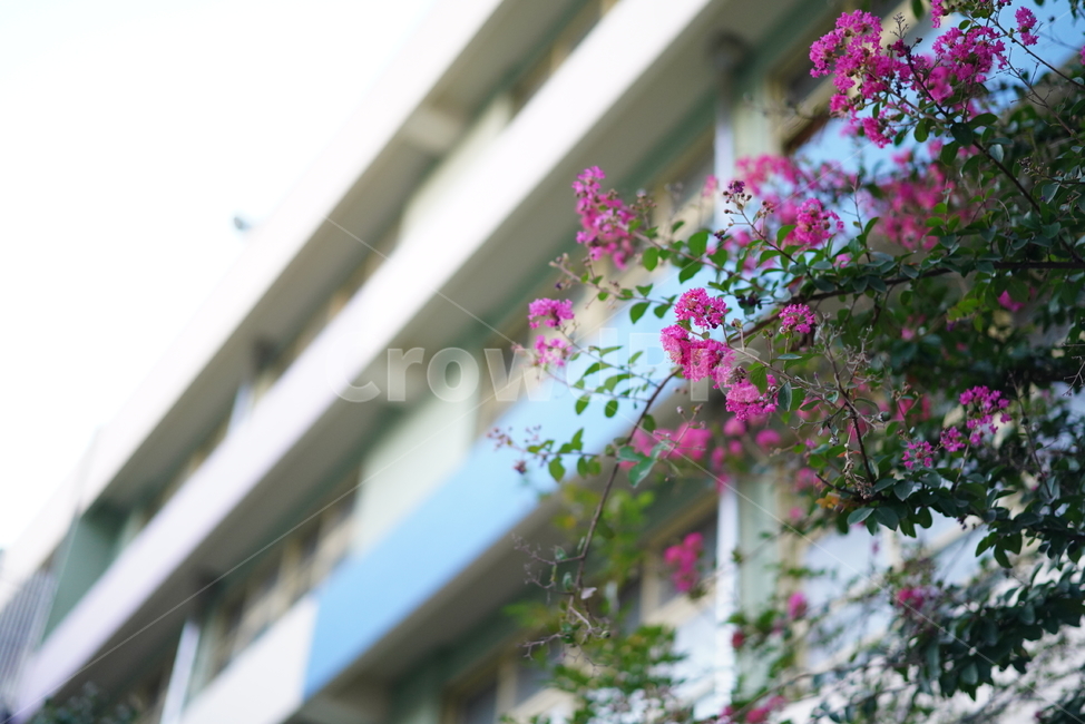 plant,식물,꽃,플라워,분홍,색감,flower,핑크,pink,생물,컬러,식물,자연,plants,nature,꽃,flower