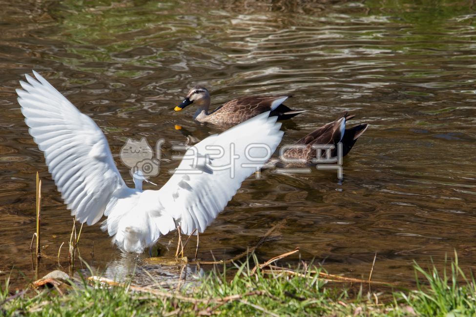 쇠백로,백로,날개,날갯짓,물새,새,조류,오리,흰뺨검둥오리,먹이사냥,강,먹이,사냥,물오리,야생,야생조류,야생동물,물,호수,동물,생태계,환경,탐조,자연,강물,수영,헤엄,물결,들새,부리,깃털,개천,시내,시냇물,도랑,개울,연못,하천,풀,풀밭,잔디,야외,littleegret,wing,wings,flap,flapping,feather,feathers,spotbilledduck,duck,egret,bird,hunting,hunt,water,ecosystem,white,little,heron,whiteheron,spotbillduck,swimming,swim,feed,food,environment,waterfowl,wildlife,animal,animals,birds,wild,wildbirds,nature,natural,river,stream,brook,lake,pond,ditch,birdwatching,beak,green,grass,plant