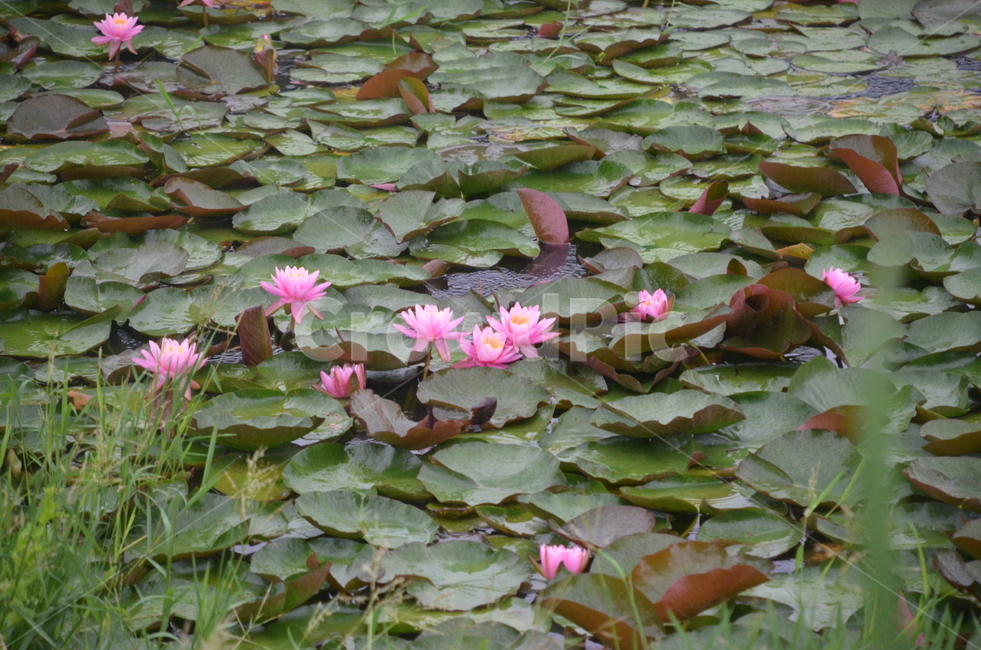 연꽃,수련,꽃,저수지,여름,lotusblossoms,부처,lily,식물,자연,plants,nature
