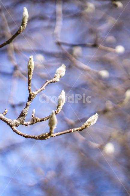 겨울,자연물,꽃봉우리,자연,식물,나무,꽃,tree,winter,계절,season,wintertree,겨울나무,봄,계절,spring,season,식물,자연,plants,nature,꽃,flower