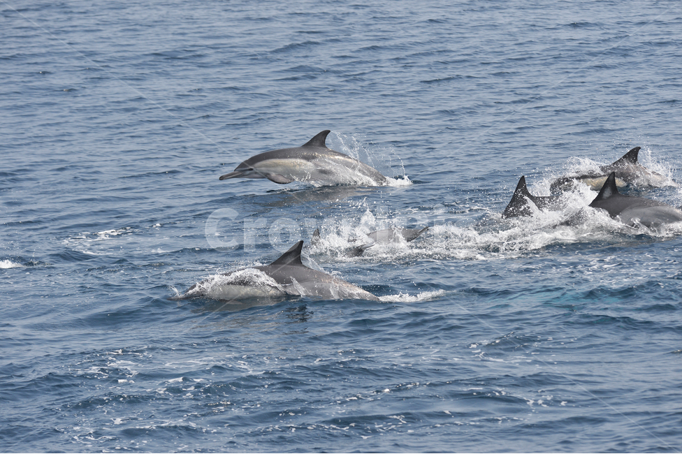 Dolphin,commonDolphin,돌고래,참돌고래,동해,고래,바다,울산,동물,animal,포유류,mammal