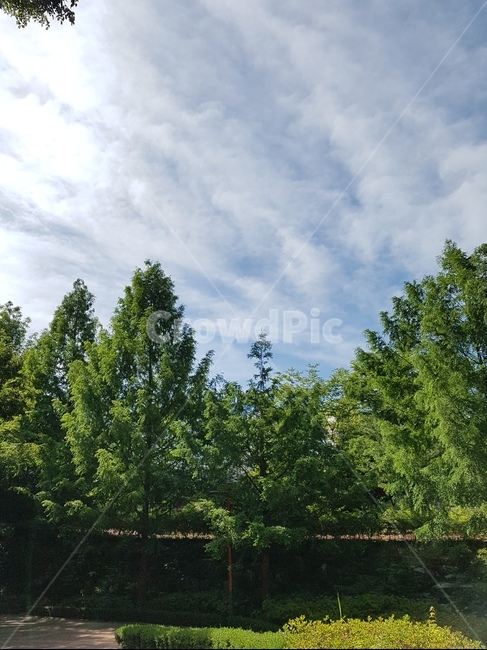 tree,나무,plant,식물,여름,식물,자연,plants,nature,나무,trees,wood