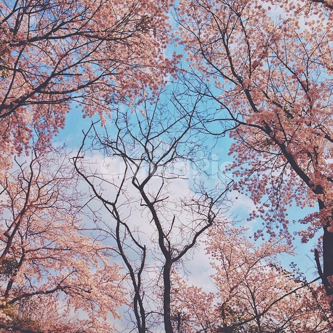 벚꽃,나무,꽃,식물,봄,감성,분위기,봄,계절,spring,season,자연,풍경,nature,landscape,plant,tree