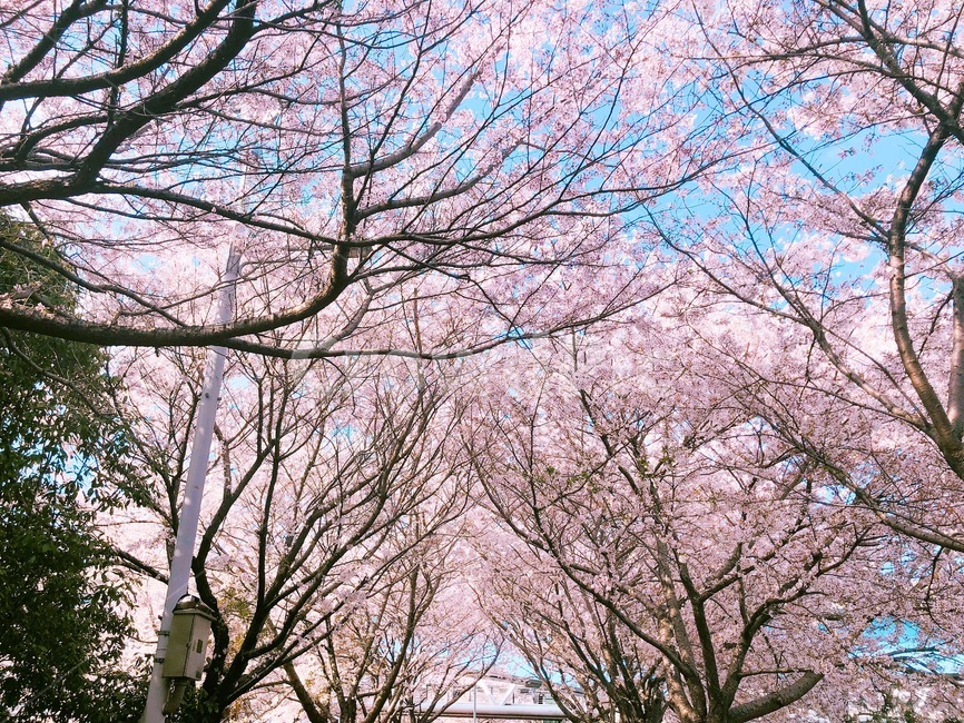 식물,flower,꽃,blossom,봄,벚꽃,자연