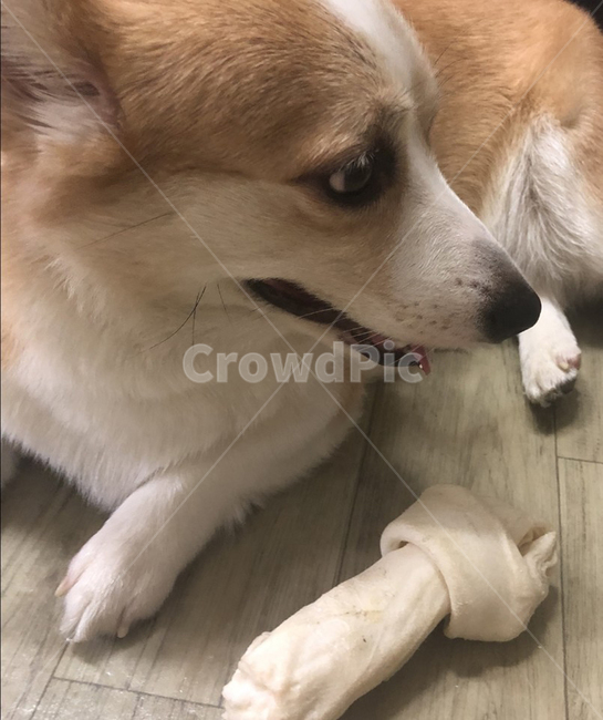 강아지,웰시코기,코기,개,애완견,강아지옆모습,웰시코기옆모습,동물,animal,포유류,mammal,개,강아지,dog,doggy
