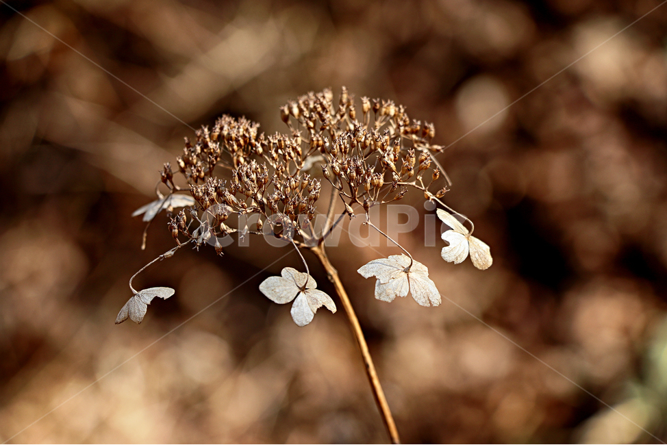 산수국,수국,드라이플라워,plant,식물,꽃,flower