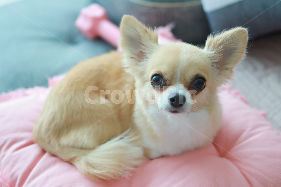 가족,반려견,치와와,강아지,감성사진,따뜻함,동물,개,animal,happy,dog,동물,animal,포유류,mammal,개,강아지,dog,doggy