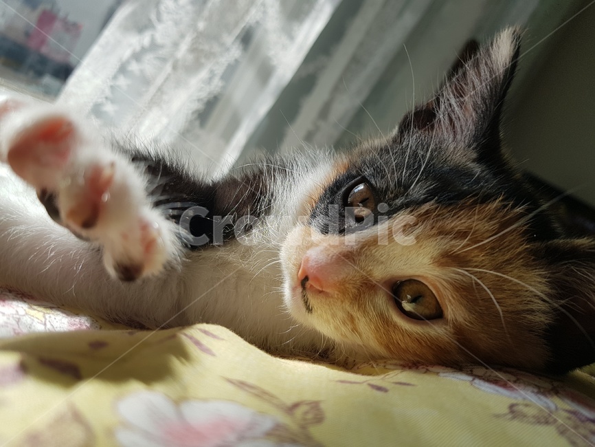 고양이,cat,pet,animal,동물,고양이새끼,mammal,포유류,warm,따뜻함,코리아숏헤어,길냥이,동물,animal,포유류,mammal,고양이,cat,kitten,kitty