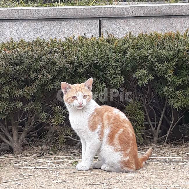 고양이,길고양이,cat,귀여움,냥이