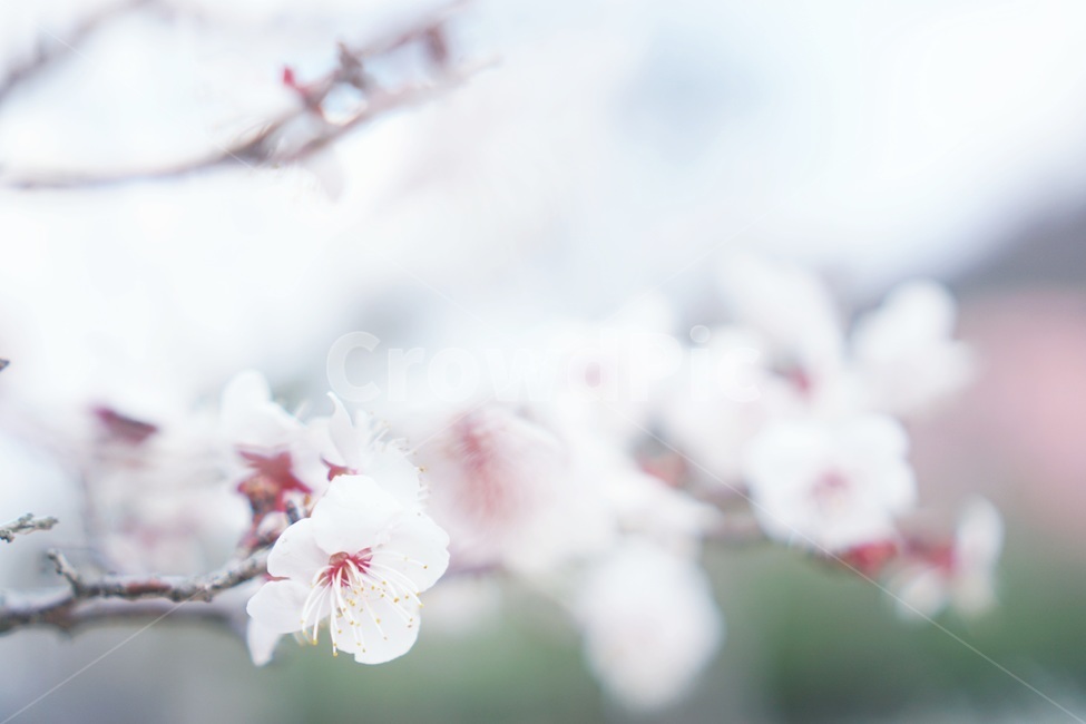벚꽃,봄,감성,빈티지,봄이미지,풍경,자연,파스텔,사쿠라,벚꽃축제,flower,계절,분홍,분홍색,pink,감성사진,나들이,봄나들이,벚꽃구경,아웃포커싱,spring,식물,아름다운,꽃축제,배경,바탕,연분홍색,핑크색,우아한,beautiful,예쁜,화려한,가든,정원,garden,season,plants,nature,꽃,힐링,healing,배경흐림,휴식,사람없음,따뜻한