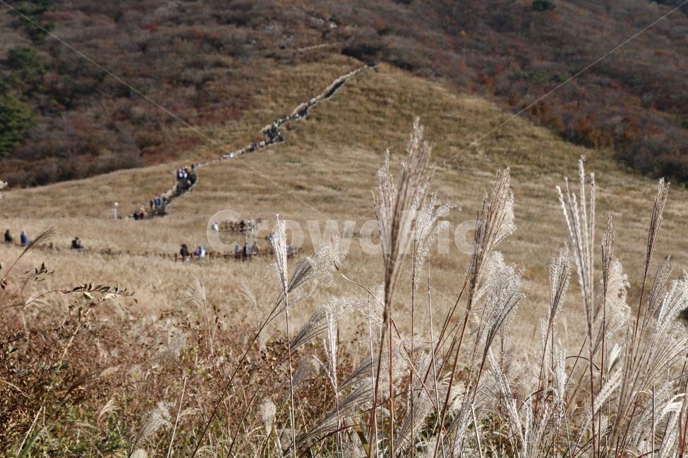 갈대,산,정상,갈대숲,하늘,가을,계절,fall,autumn,season