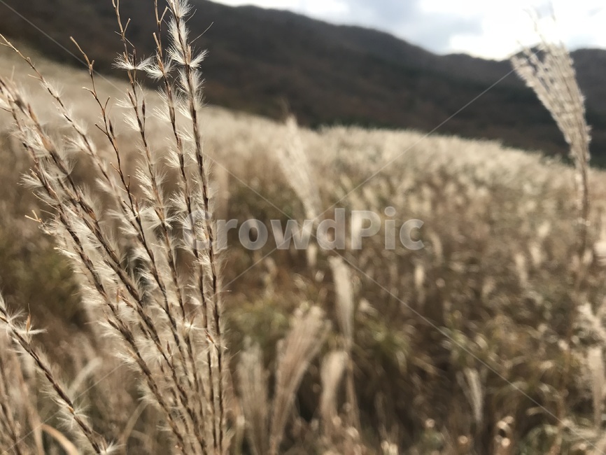 울산간월재,억새군락지,억새평원,간월재,신불산억새,가을,계절,fall,autumn,season,식물,자연,plants,nature,plant,grass,잔디,lawn