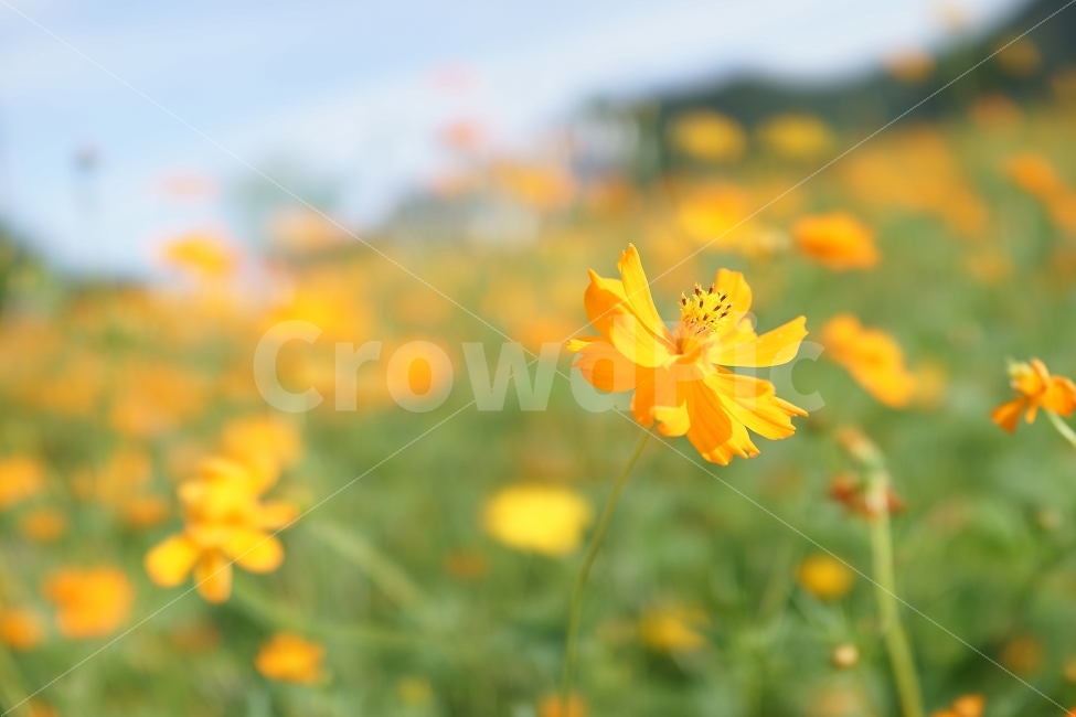 스냅,꽃,rx1,자연,감성,식물,자연,plants,nature,꽃,flower,색깔,색상,색채,색감,color sense,color sensitivity,feeling of color