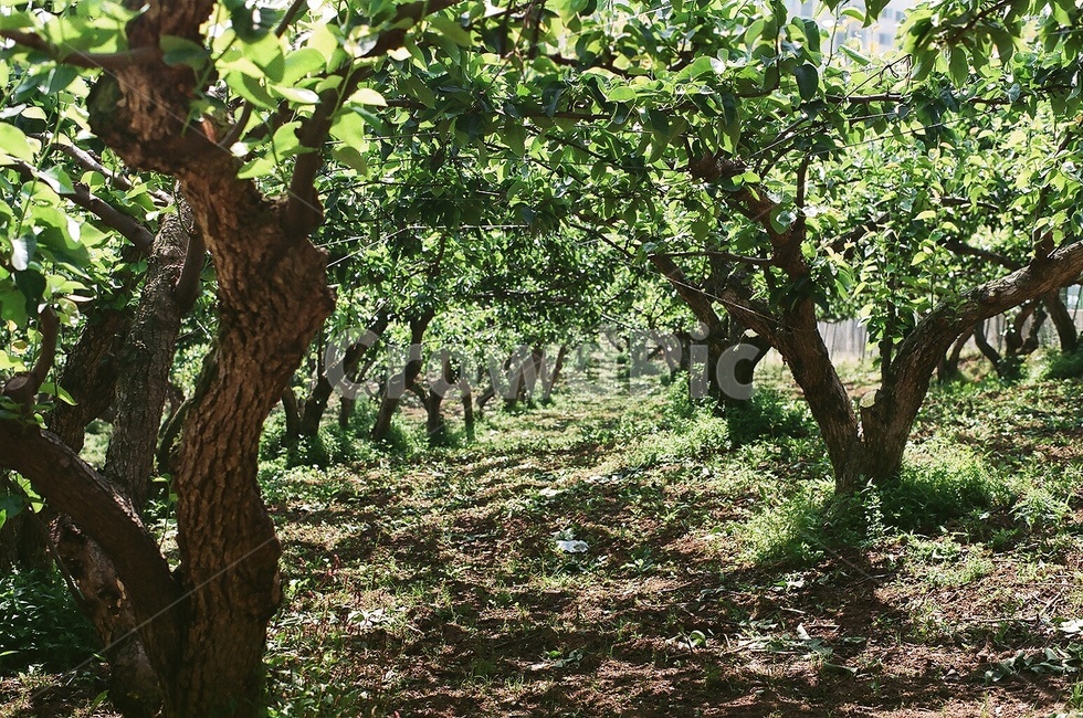 나무,tree,과수원,orchard,나무줄기,treetrunk,식물,plant,필름,film