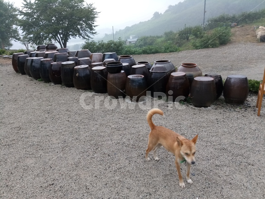 항아리,개,누렁이,산사,절,산,초가을,장독,풍경,나무,초록,숲,불교