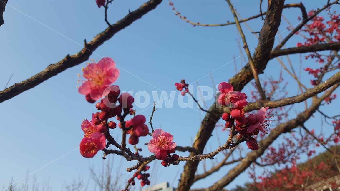 봄,홍매화,봄소식,꽃,파란하늘,식물,자연,plants,nature,꽃,flower