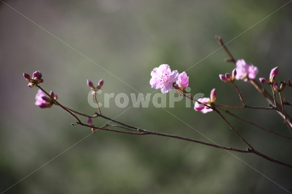 진달래,꽃,두견화,koreanrosebay,봄,봄,계절,spring,season,식물,자연,plants,nature,꽃,flower,plant,geranium,제라늄,blossom