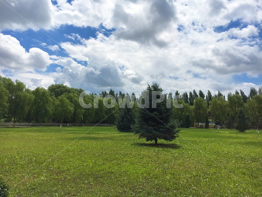 plant,nature,tree,sky,outdoors,자연,초원,나무,하늘
