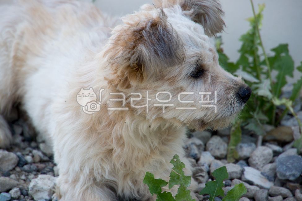 개,강아지,믹스견,시골,시고르자브종,dog,동물,pet