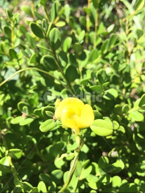 blossom,rose,flower,꽃,plant,식물,노랑,식물,자연,plants,nature,꽃,flower