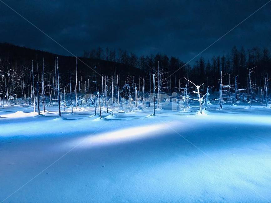 겨울,새벽,풍경,눈,나무,겨울,계절,winter,season,야경,밤,풍경,nightscape,night,landscape,tree,plant,식물,nature,자연,outdoors,옥외
