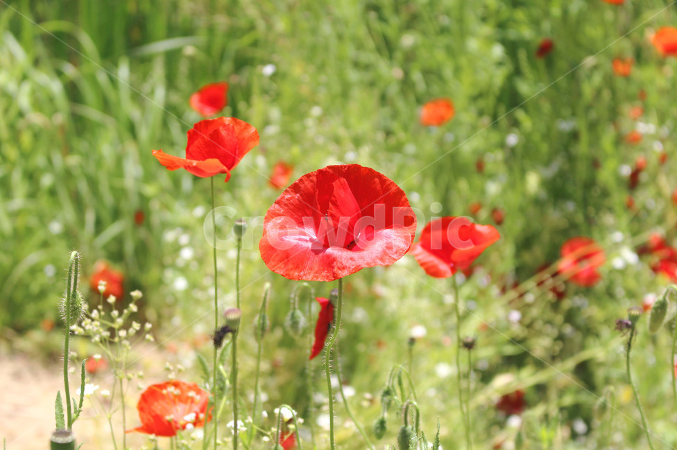 양귀비,꽃,자연,빨강,감성사진,red,flower