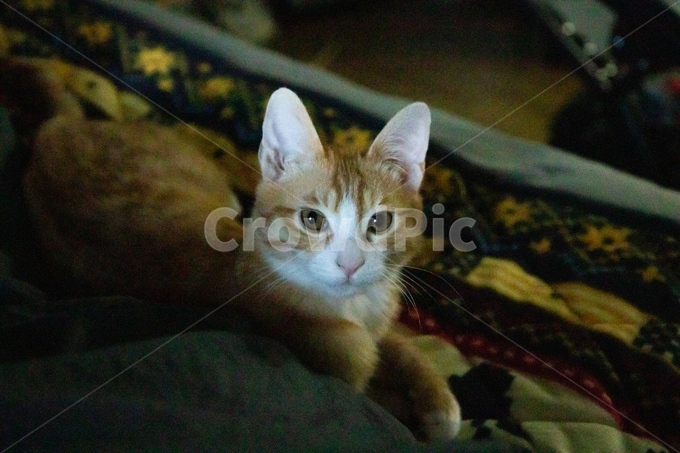 고양이,집고양이,밤고양이,치즈고양이,코리안숏헤어,동물,animal,포유류,mammal,고양이,cat,kitten,kitty