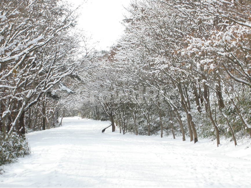 산,겨울산,눈,눈길,겨울나무,겨울,계절,winter,season,자연,풍경,nature,landscape,storm,폭풍,blizzard,눈보라,outdoors,옥외,snow