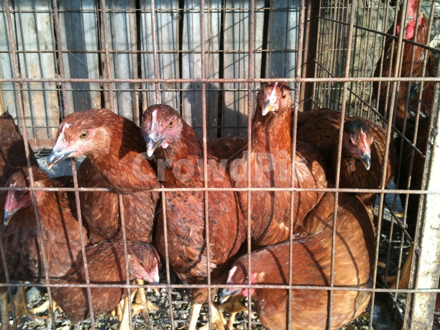 새,치킨,가금류,닭장,닭,동물,animal,조류,새,birds