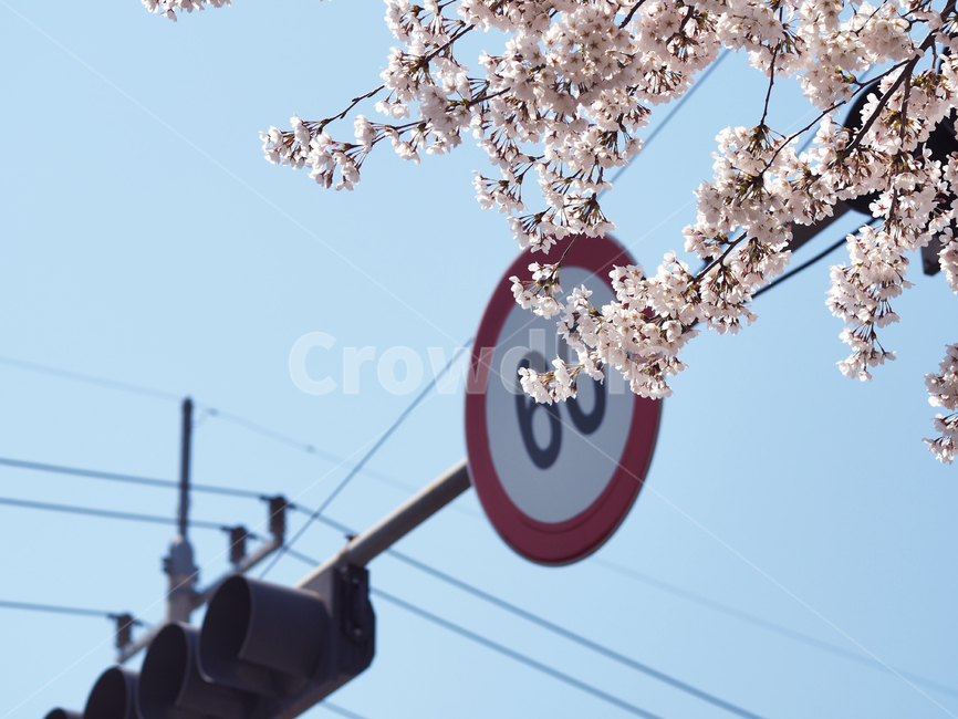 봄,벚꽃,하늘,flower,blossom,plant,식물,꽃