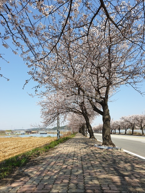 벚꽃,가로수,벚나무가로수,자전거도로,벚꽃만개,봄,계절,spring,season,path,통로,walkway,보도