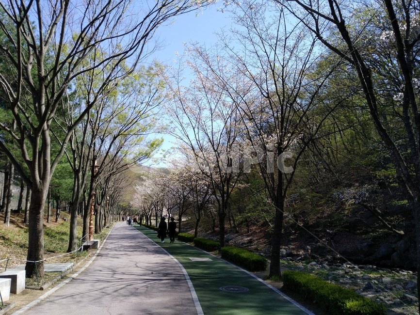 가로수길,가로수,나무,봄,꽃나무,분당,율동공원