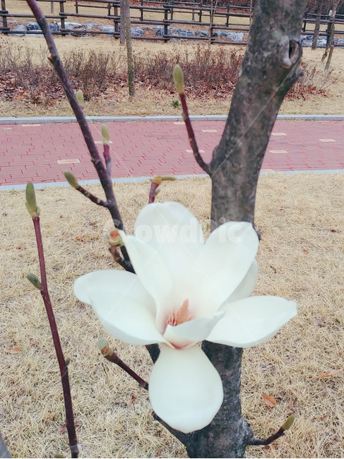 봄,하얀색,목련,꽃,새싹