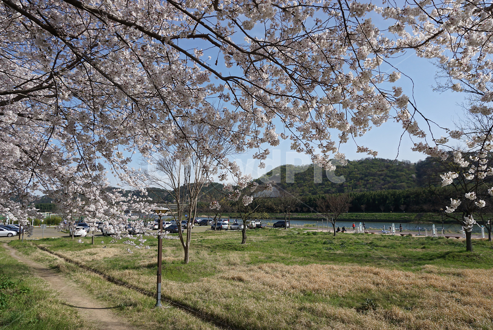plant,식물,flower,blossom,꽃,cherryblossom,벚꽃