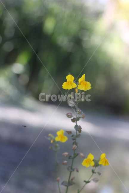야생화,꽃,노란색,식물,yellow