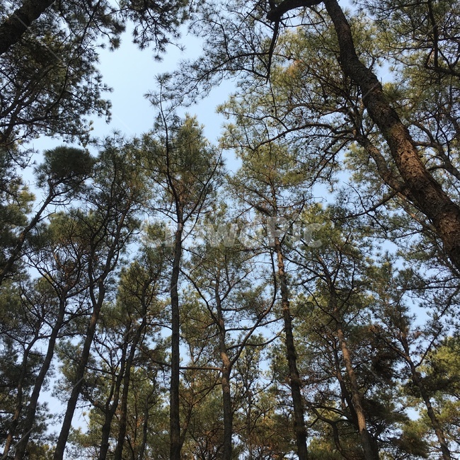 산,나무,mountian,tree,숲,둥지,숲속,울창,고요,힐링,forest,자연,풍경,nature,landscape,plant,식물,fir,전나무