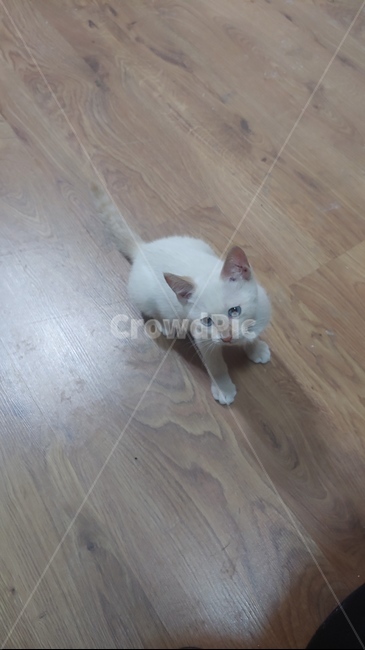 고양이,파란눈,귀요미,냥이,흰색고양이