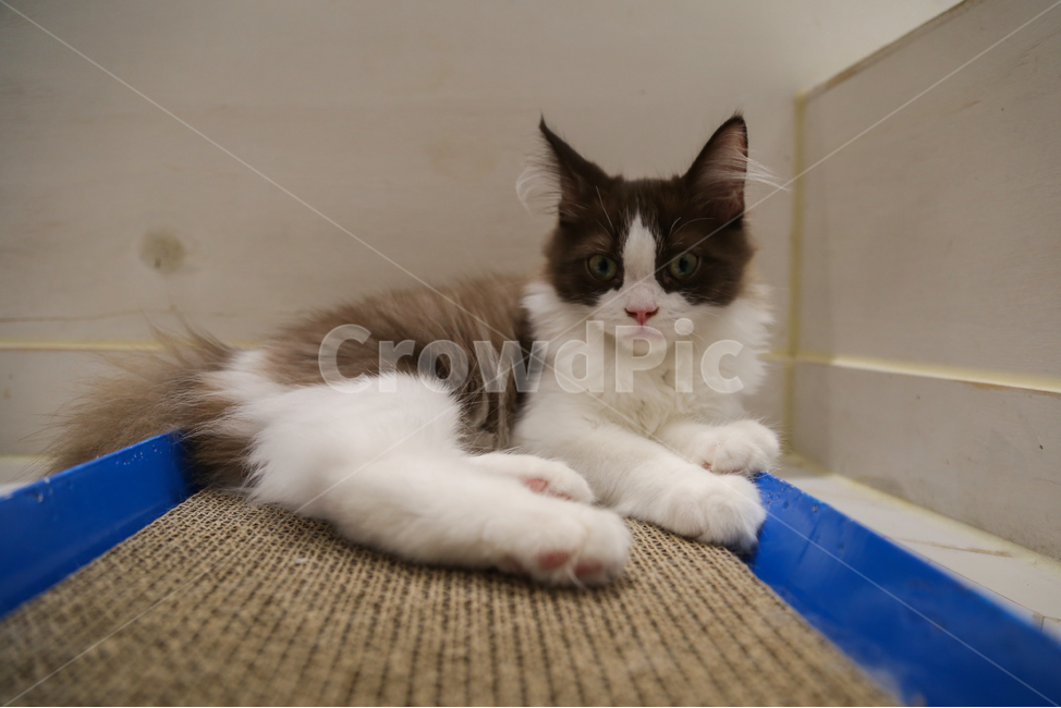 고양이,반려동물,동물,cat,animal,pet,포유류