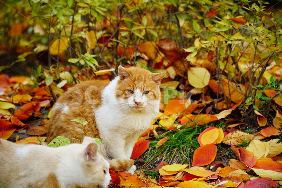 고양이,길고양이,동물,cat,animal,가을,fall,autumn,낙엽,단풍,나무,tree,식물,잎사귀,alleycat,포유류,야옹이,냐옹이,나비,공원,park,가을,계절,fall,autumn,season,동물,animal,포유류,mammal,고양이,cat,kitten,kitty,leaf,잎,plant,manx,맨 섬 사람
