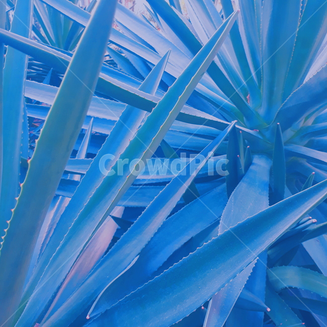 다육,식물,화분,색감,푸른,파랑,나뭇잎,자연,식물,자연,plants,nature,색깔,색상,색채,색감,color sense,color sensitivity,feeling of color