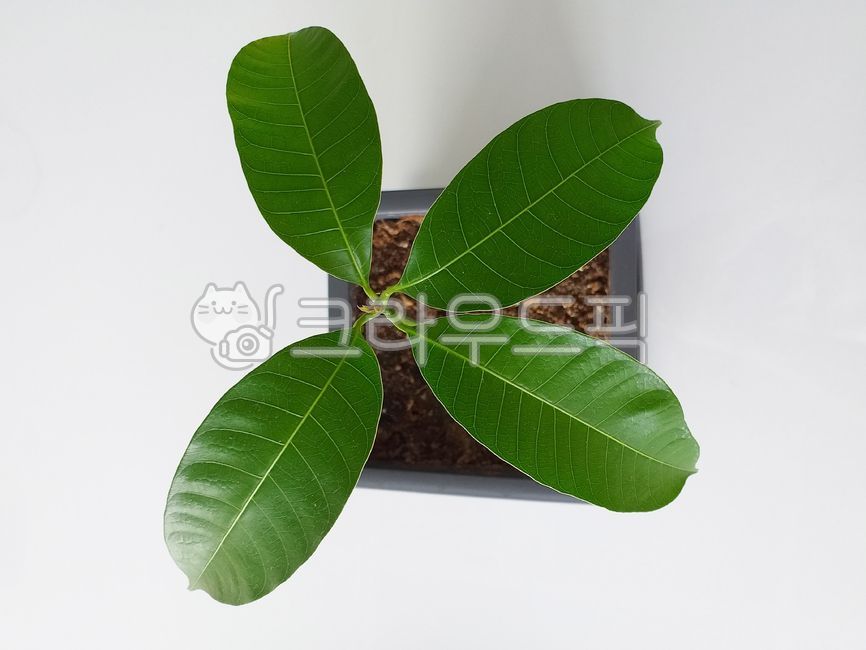 망고나무,어린망고,화분,plant,식물,잎사귀,leaf,잎,mango,mangotree,초록잎,작은화분,pot