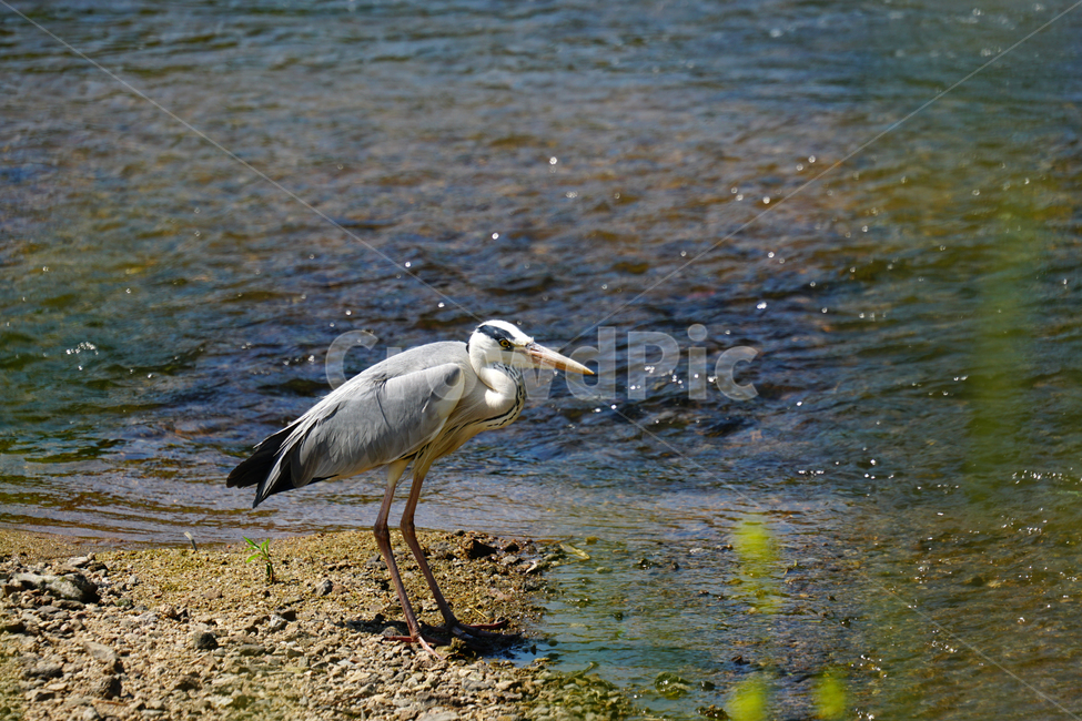 왜가리,새,동물,조류,bird,animal,서울,중랑천,강,흐르는물,자연,nature,풍경,landscape,6월,여름,river,하천,june,seoul,강변,summer,강가,모래사장,철새,동물,animal,조류,새,birds