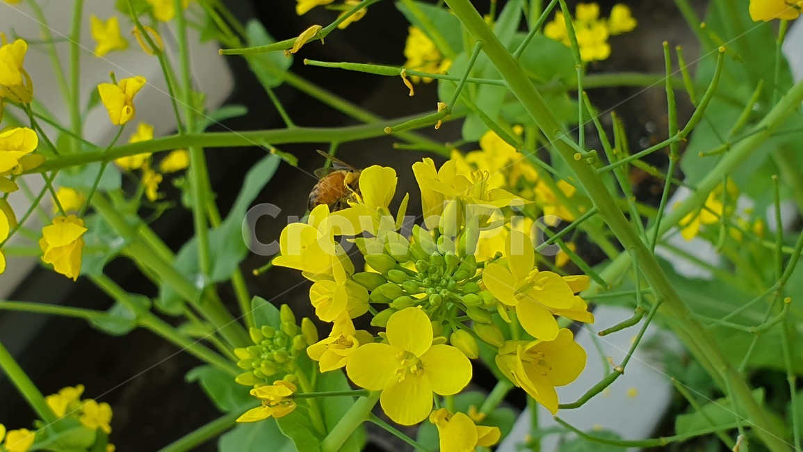 벌,노란색,유채꽃,꿀벌,매크로,접사,귀여움,yellow,bee,일벌,work,봄,계절,spring,season,식물,자연,plants,nature,꽃,flower,동물,animal,곤충,벌레,insect,bug