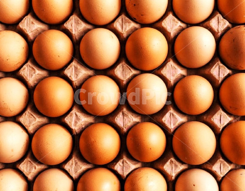 달걀,계란,갈색,양계장,닭,알,수확물,농작물,농부,음식,식재료,요리,food,cook,meal,dishes,food reserves