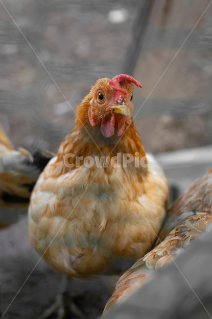 닭,chicken,암탉,수탉,닭장,poultry,fowl,hen,동물,animal,조류,새,birds