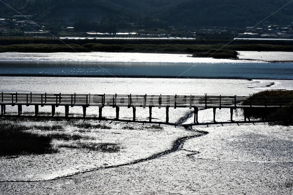 가을,갈대,갯벌,자연,식물,nature,계절,fall,autumn,season,flower,풍경,다리,자연,풍경,nature,landscape,building,건물