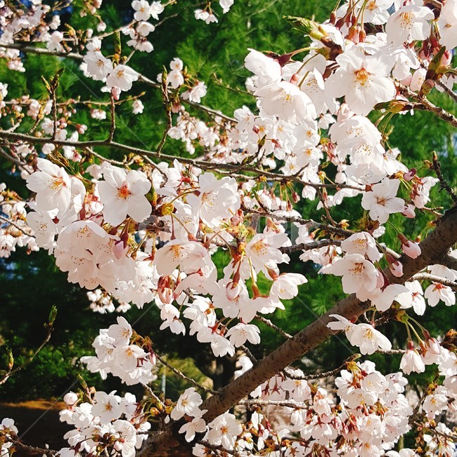 벚꽃,꽃,봄,blossom,flower,spring
