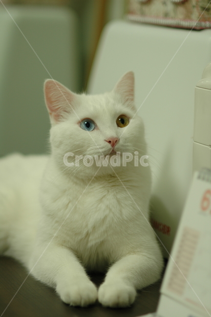 오드아이,고양이,터키쉬앙고라,흰색,애완동물,동물,반려동물,귀여운,의젓한