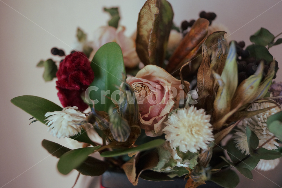 plant,식물,flower,꽃,flowerarrangement,blossom,flowerbouquet,꽃부케,말린꽃,말린장미,드라이플라워,dry